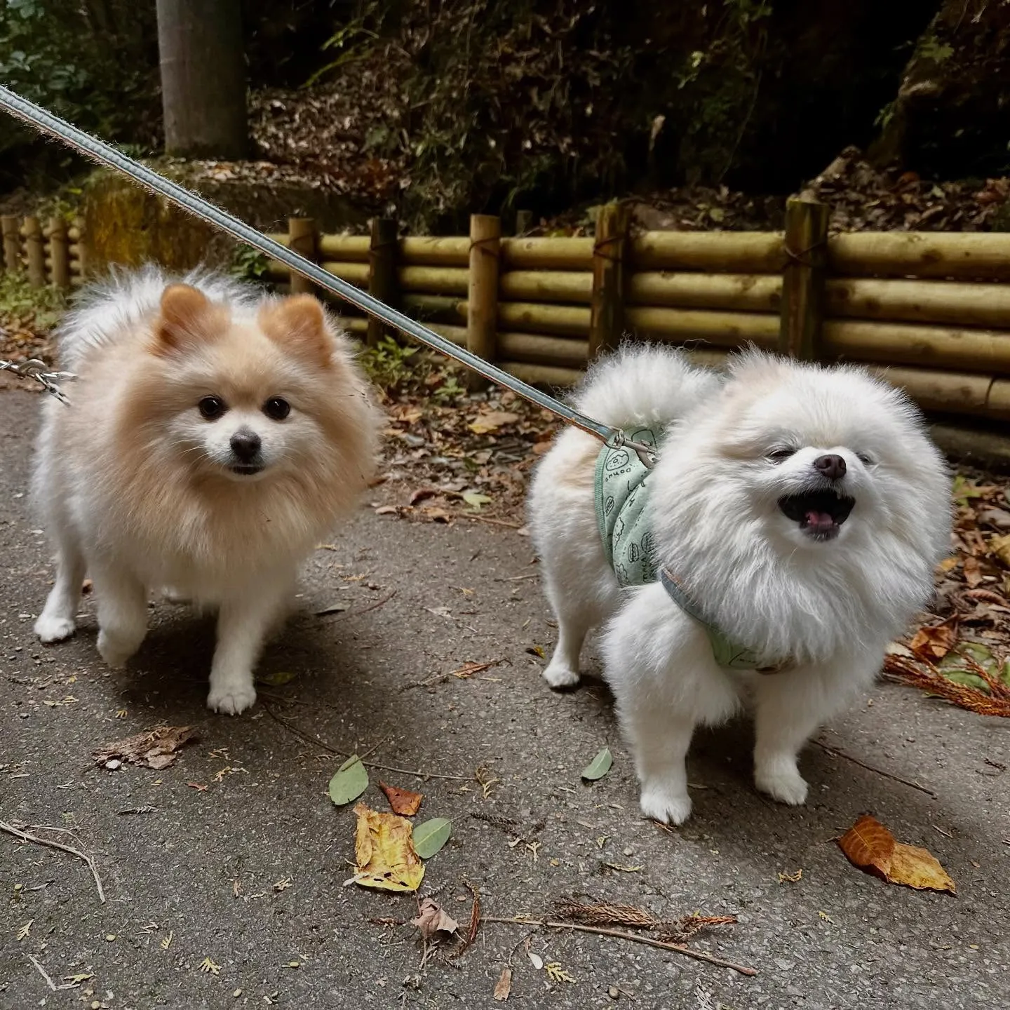 【秋の遠足イベント ご予約受付開始のお知らせ】