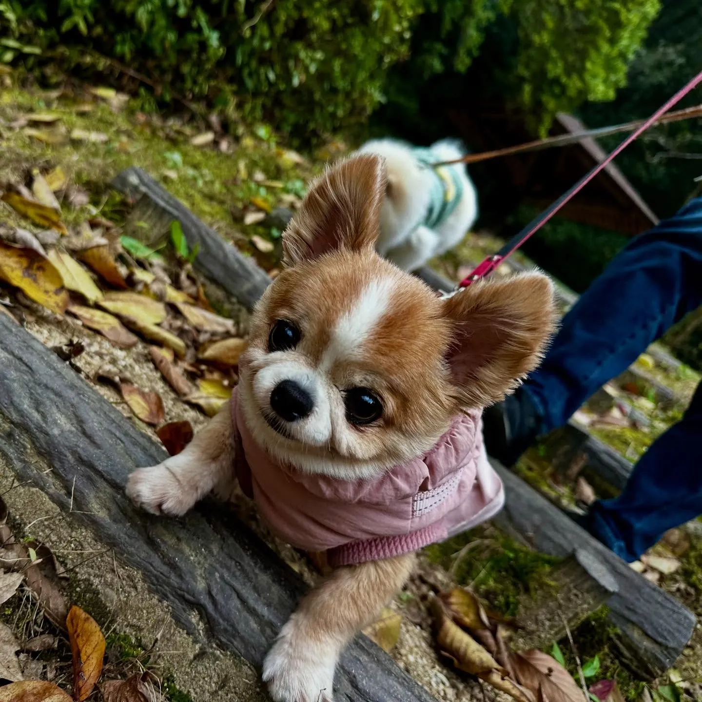 【秋の遠足イベント ご予約受付開始のお知らせ】