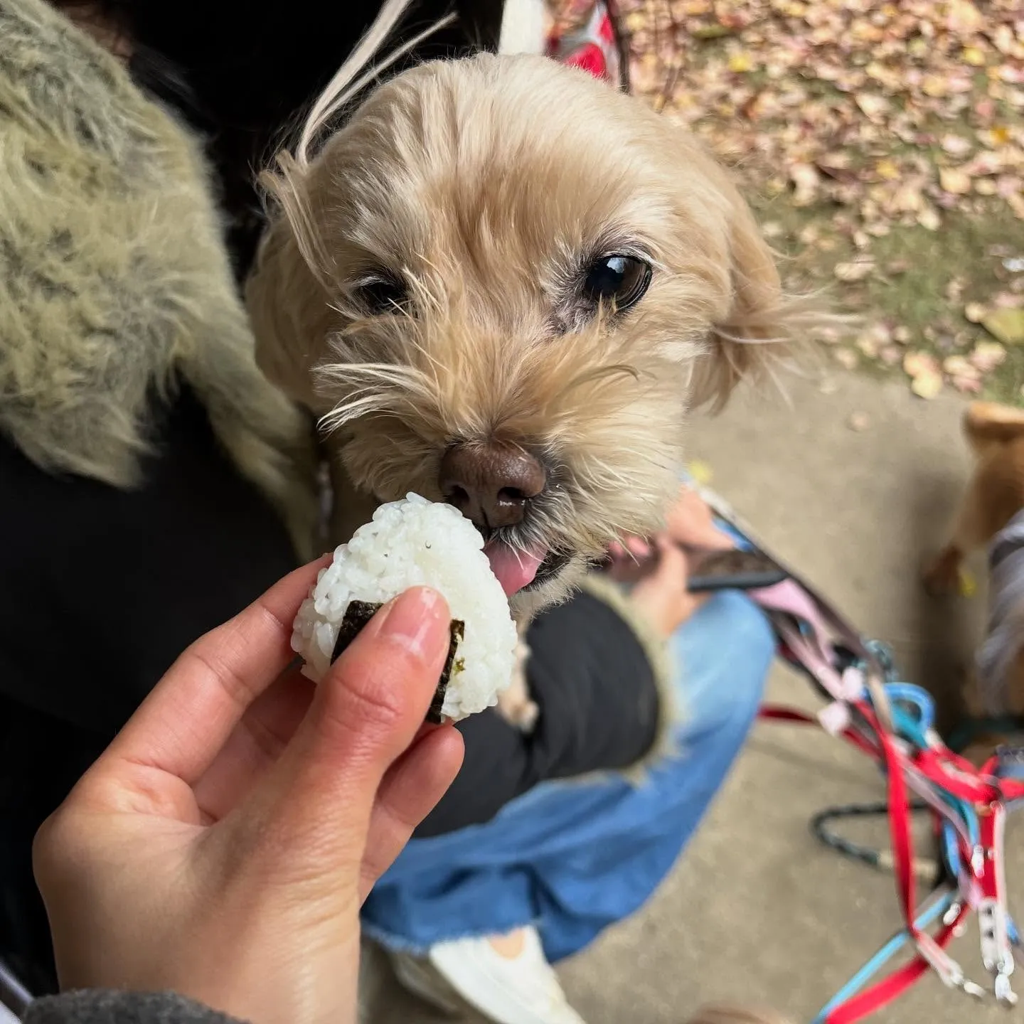 【秋の遠足イベント ご予約受付開始のお知らせ】