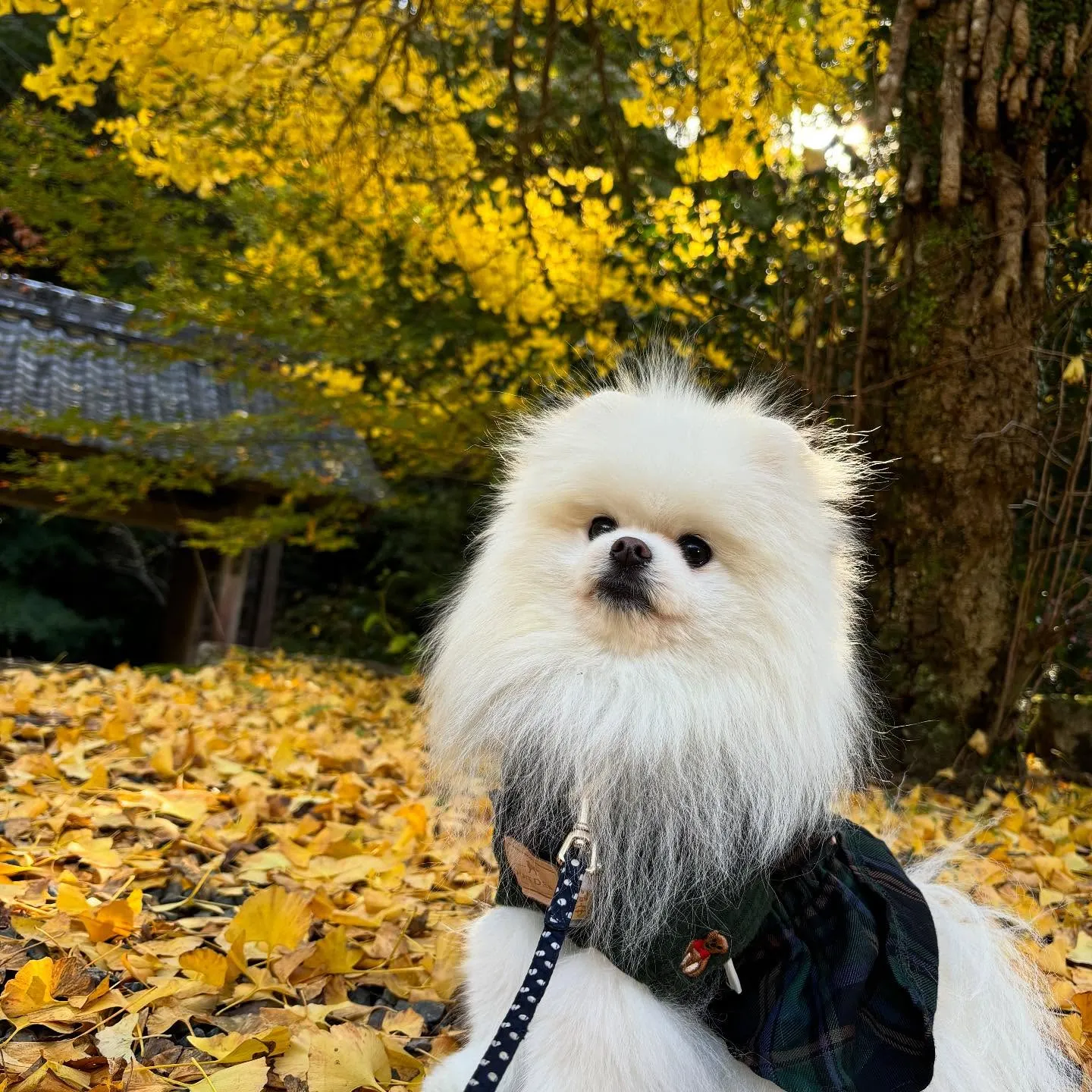 【秋の遠足イベント ご予約受付開始のお知らせ】