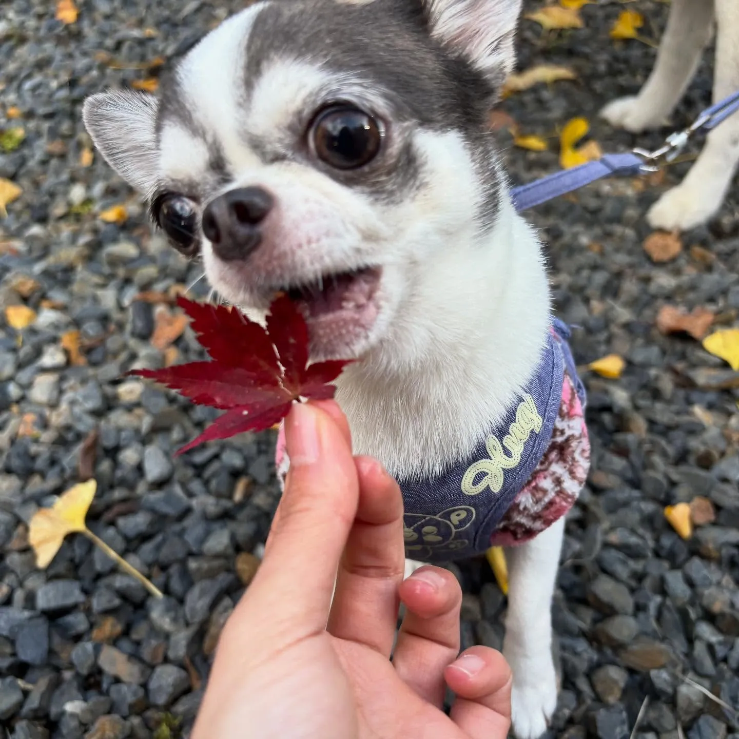 【秋の遠足イベント ご予約受付開始のお知らせ】