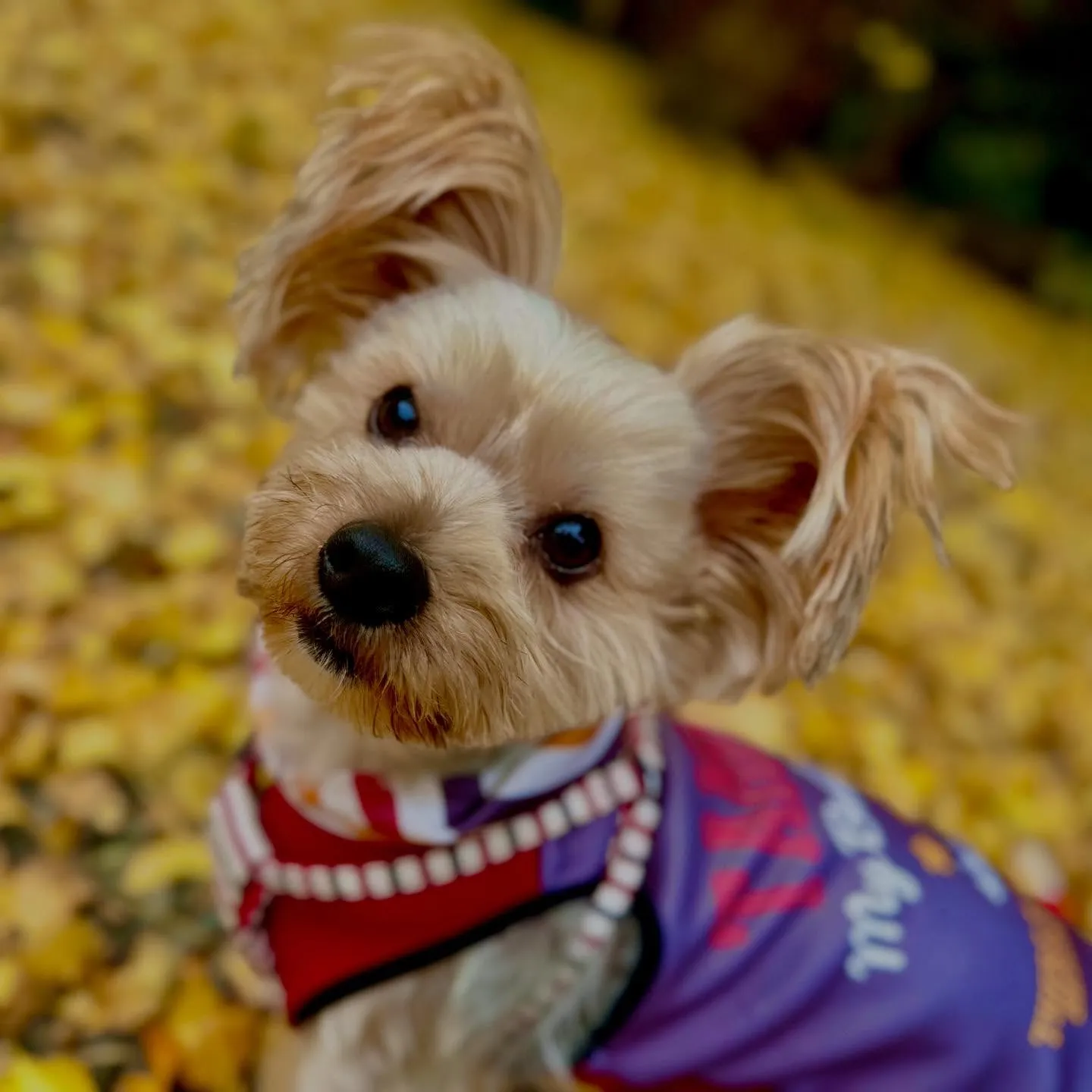 【秋の遠足 受付終了のお知らせ】