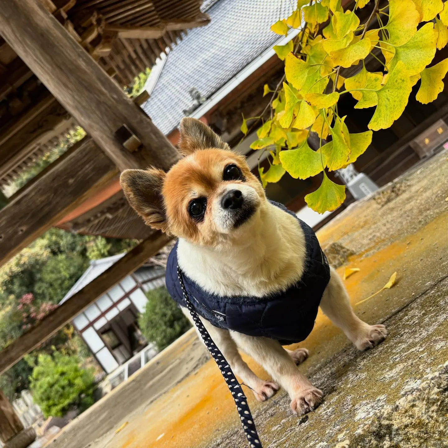 【秋の遠足 受付終了のお知らせ】