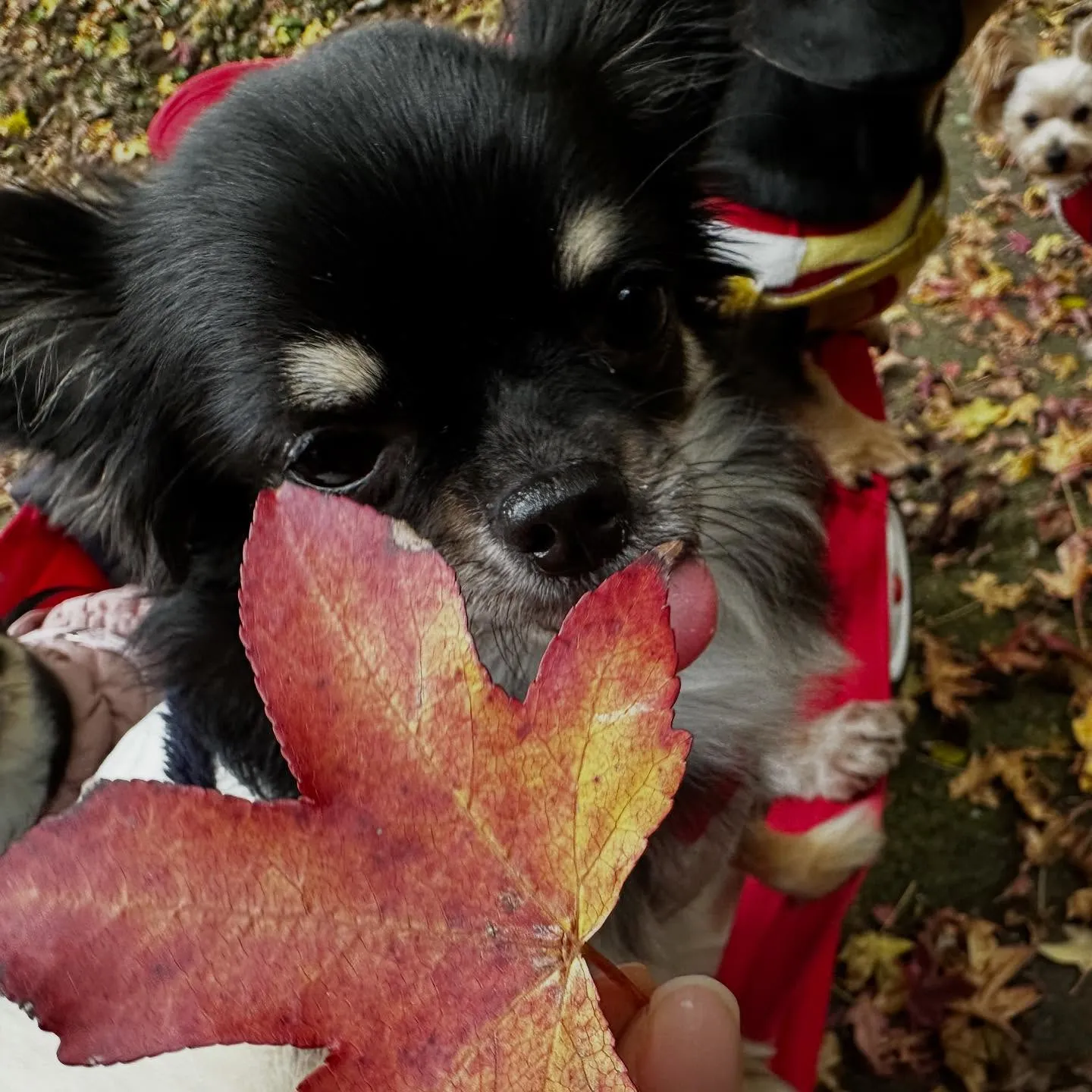 【秋の遠足 受付終了のお知らせ】