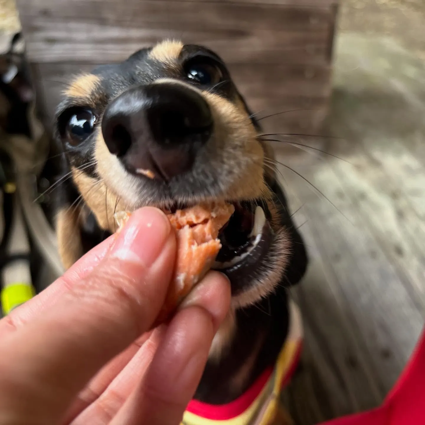 【秋の遠足 受付終了のお知らせ】