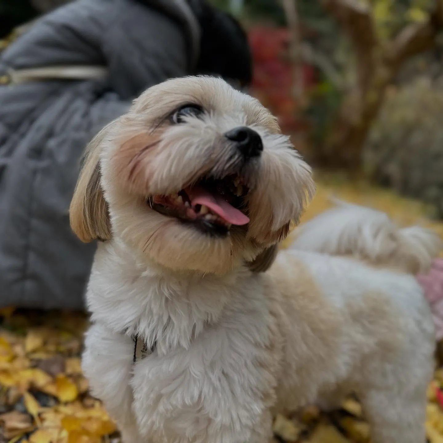 【秋の遠足 受付終了のお知らせ】