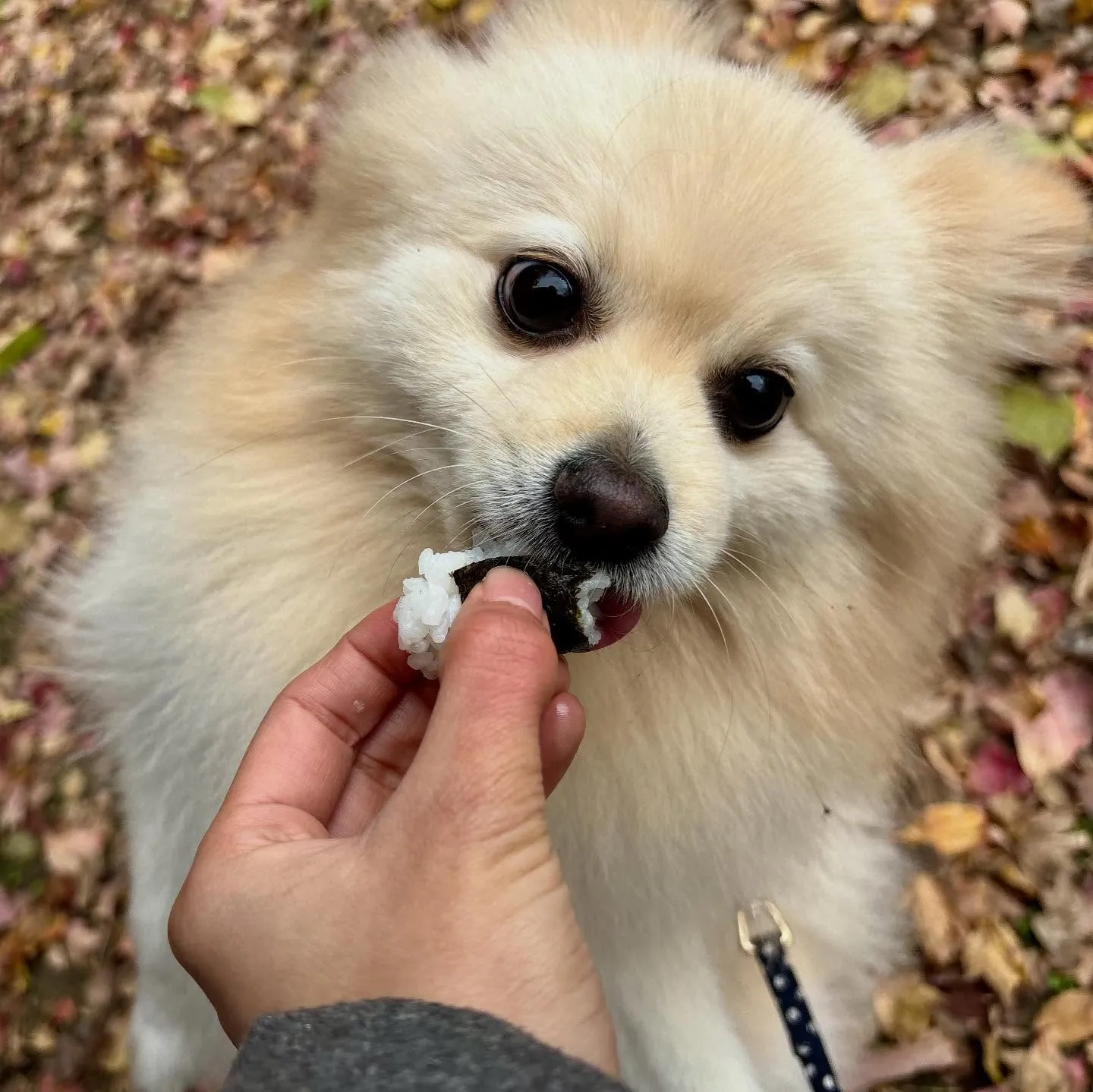 【秋の遠足 受付終了のお知らせ】