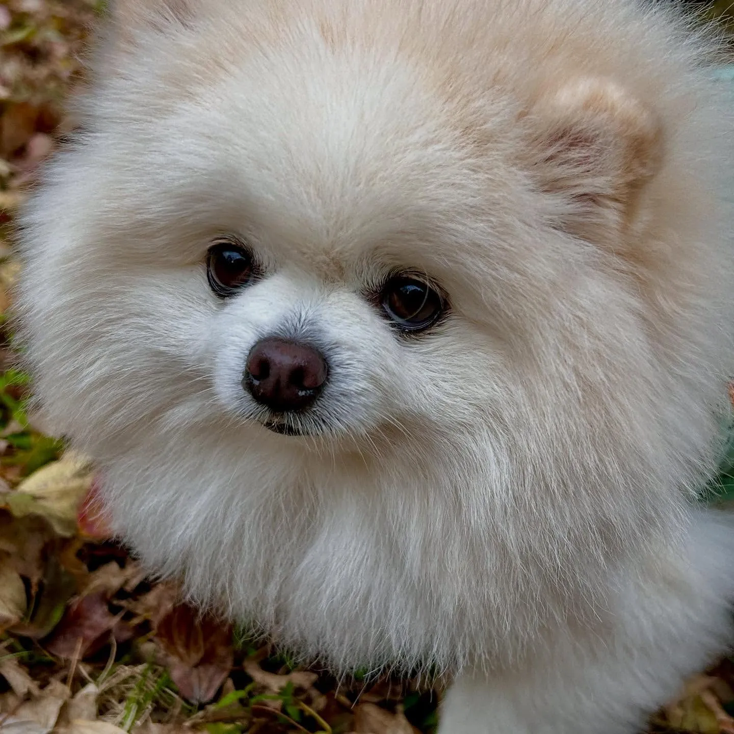 【秋の遠足 受付終了のお知らせ】