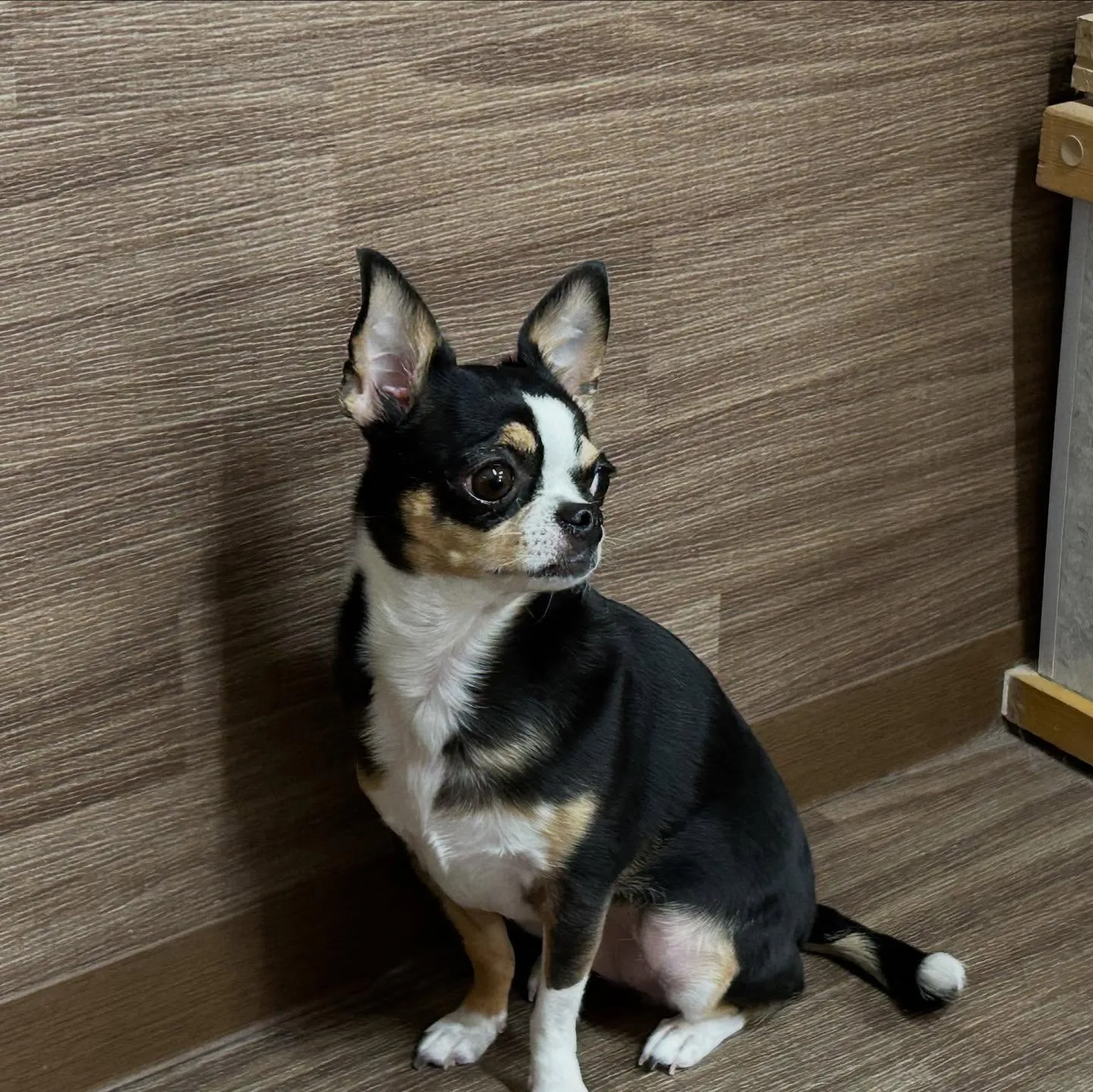 トリミングのセットメニューをご利用頂いたわんこたちです💕