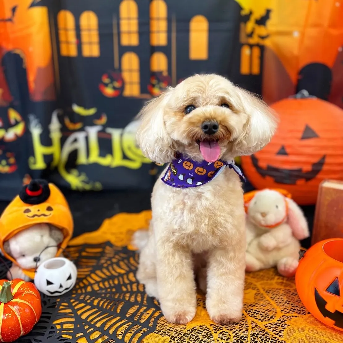 トリミングのセットメニューをご利用頂いたわんこたちです💕