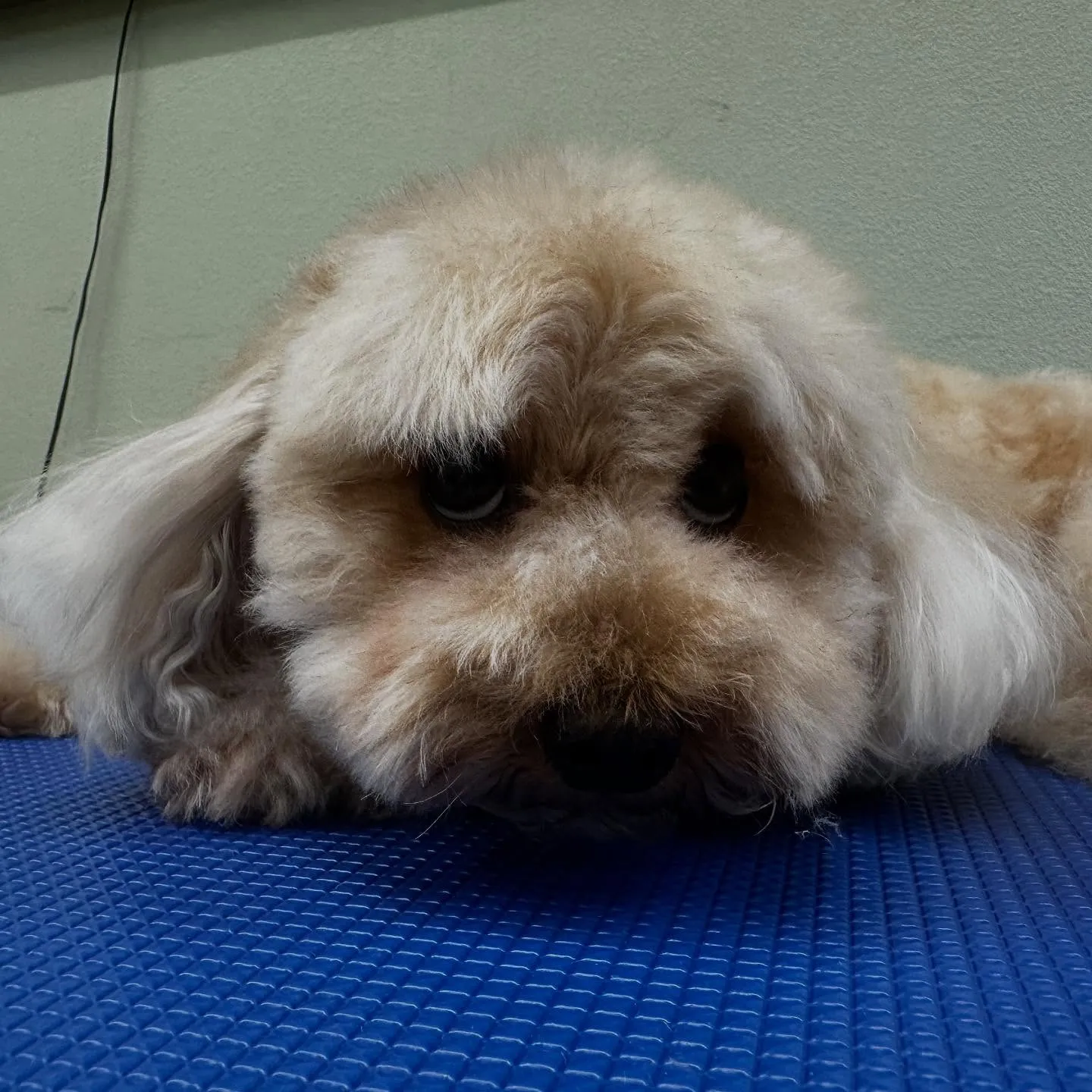 トリミングのセットメニューをご利用頂いたわんこたちです💕