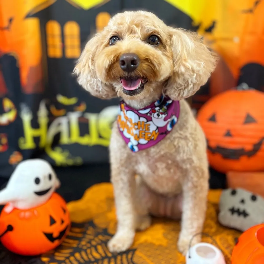 トリミングのセットメニューをご利用頂いたわんこたちです💕