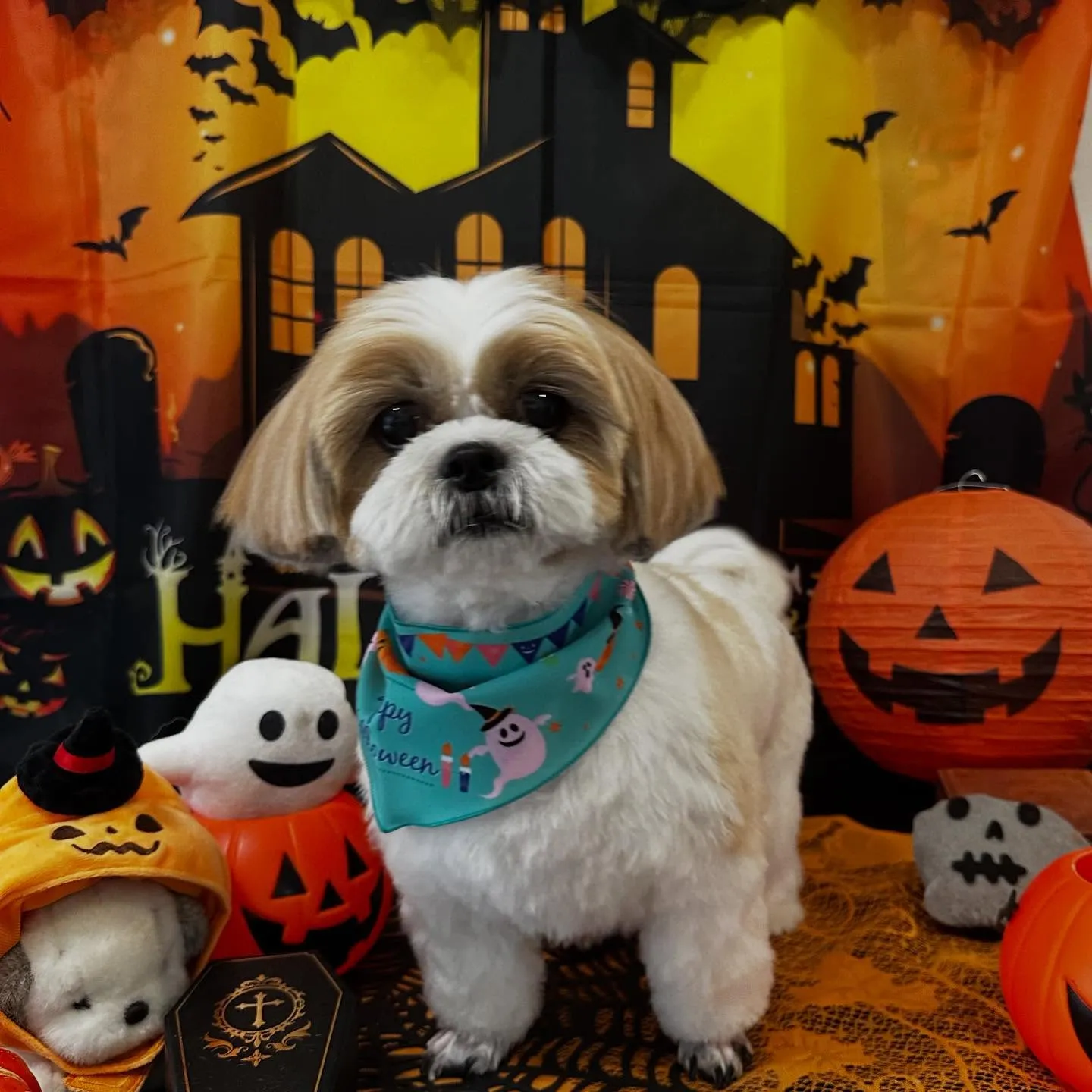 トリミングのセットメニューをご利用頂いたわんこたちです💕