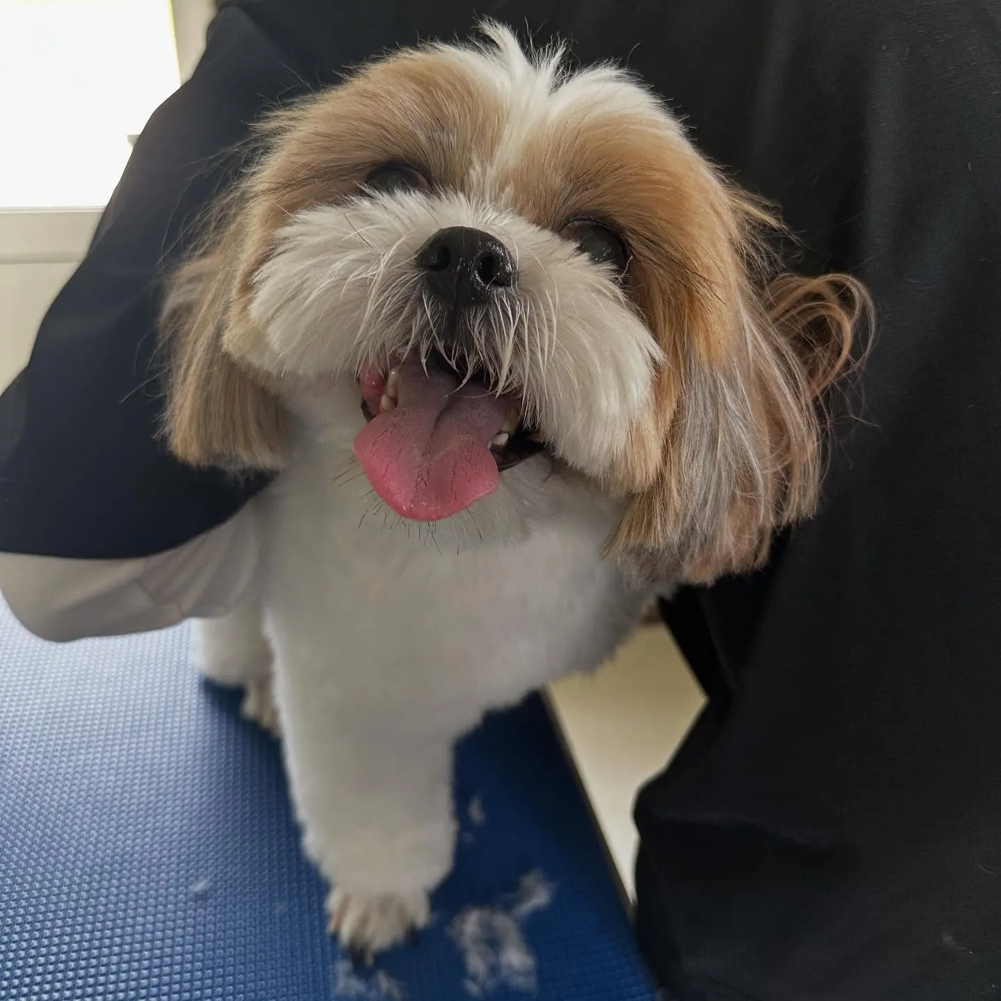 トリミングのセットメニューをご利用頂いたわんこたちです💕