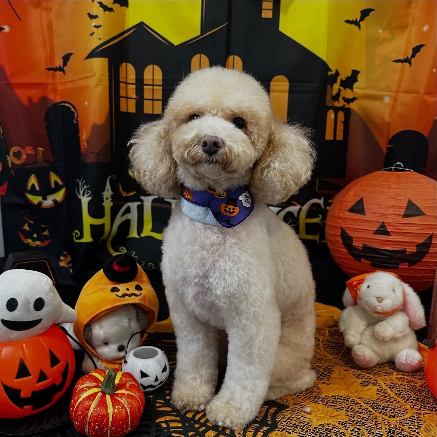 トリミングのセットメニューをご利用頂いたわんこたちです💕