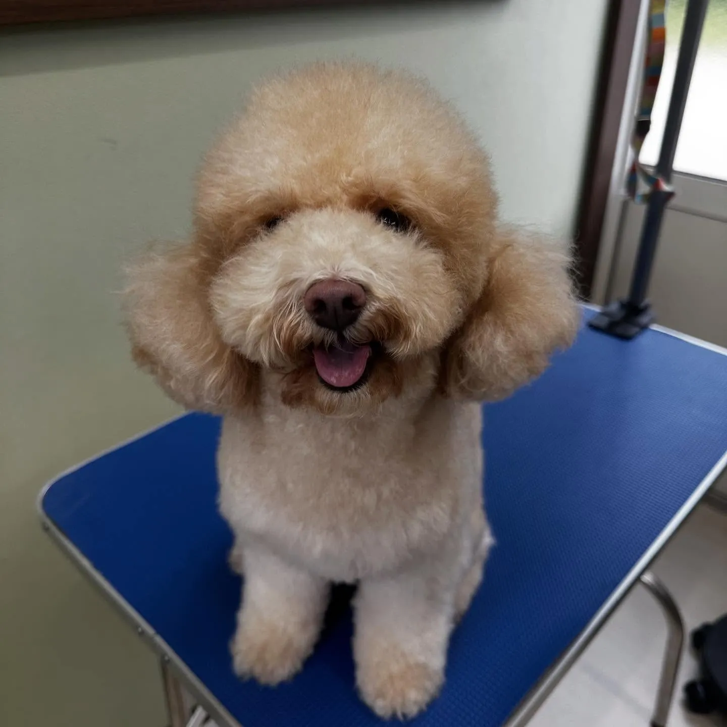 トリミングのセットメニューをご利用頂いたわんこたちです💕