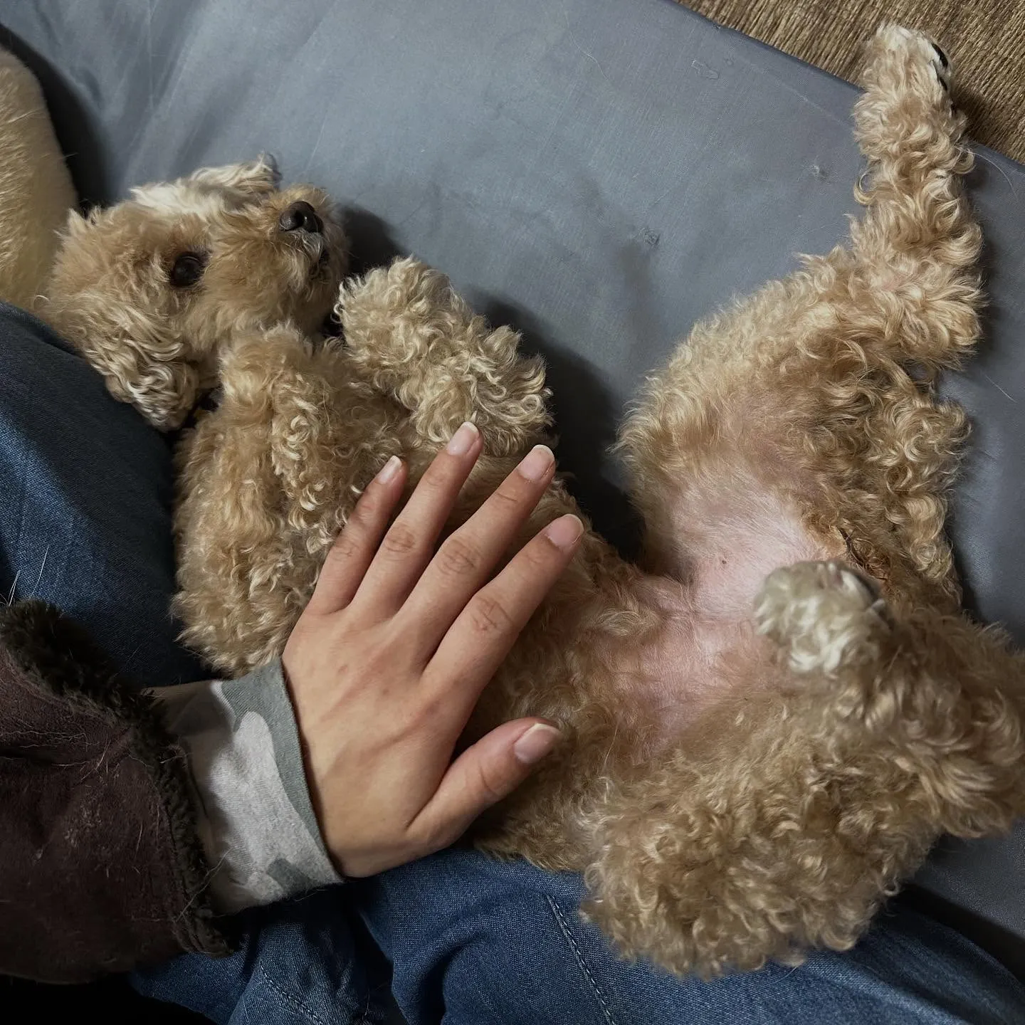 入会してくれたくるみちゃんです💕