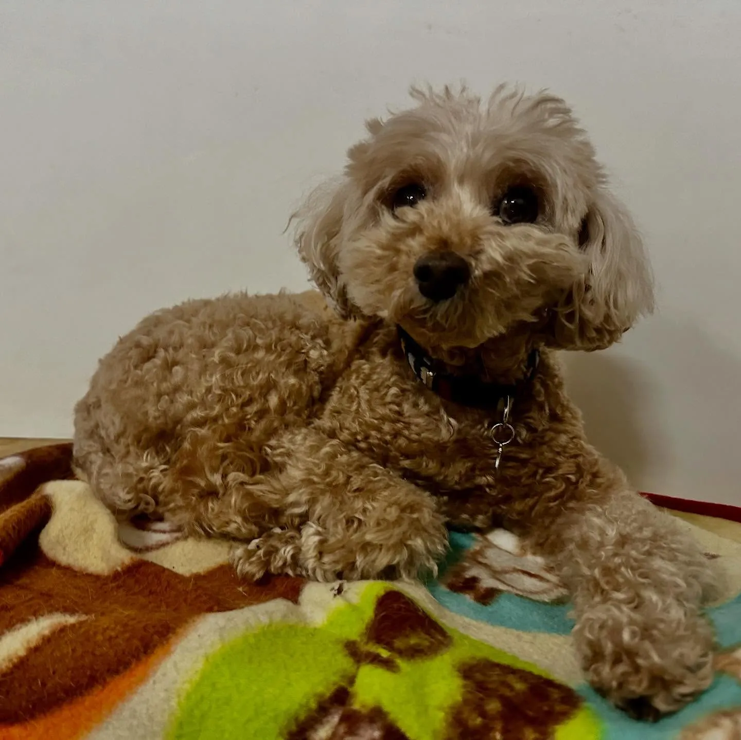 入会してくれたくるみちゃんです💕