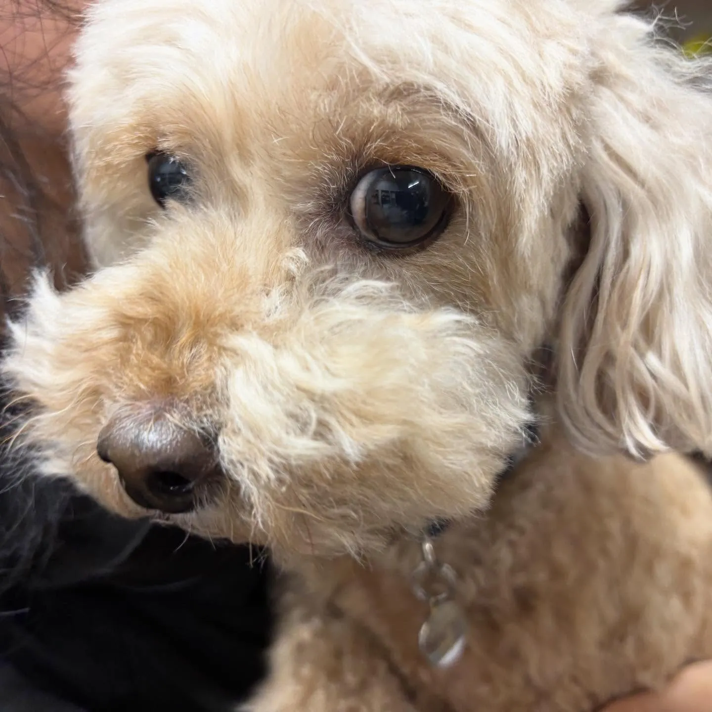 入会してくれたくるみちゃんです💕