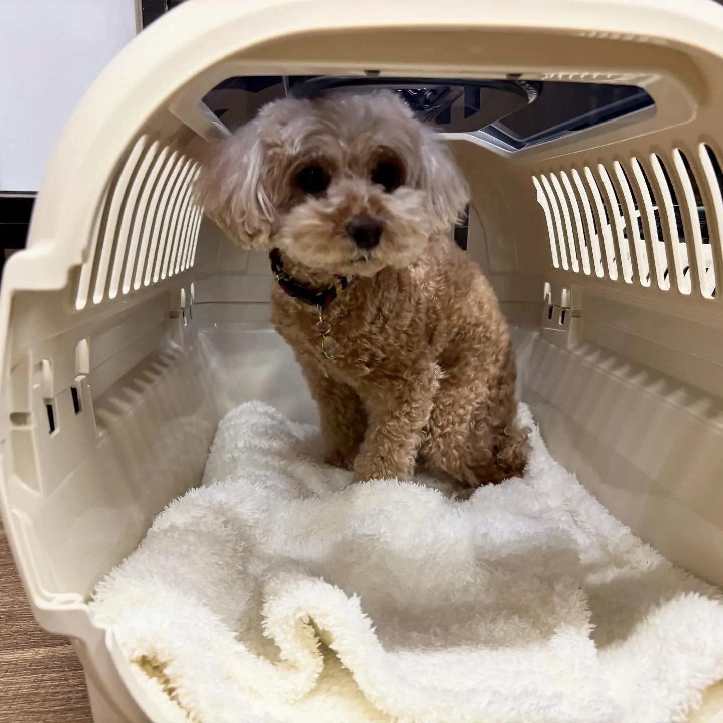 入会してくれたくるみちゃんです💕