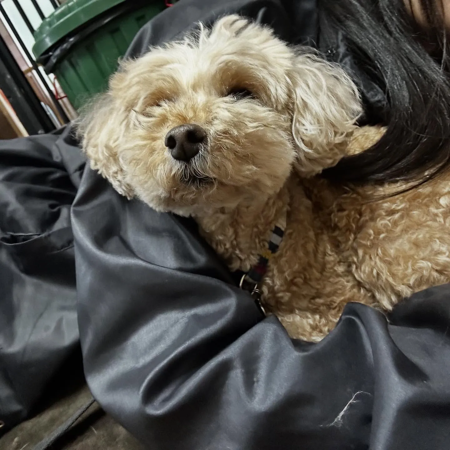 入会してくれたくるみちゃんです💕