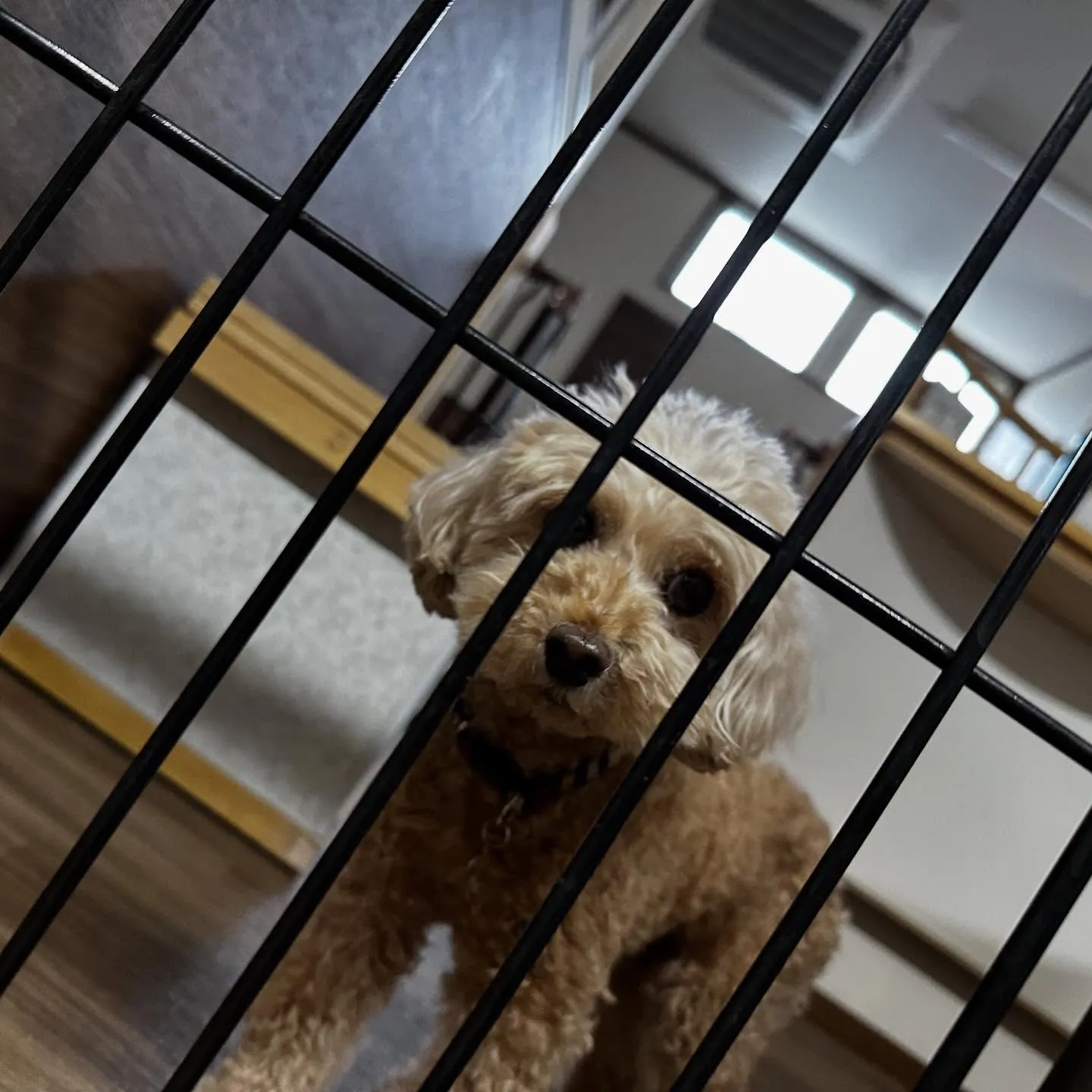 入会してくれたくるみちゃんです💕