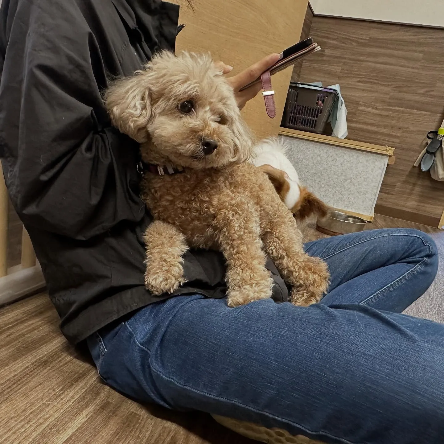 入会してくれたくるみちゃんです💕