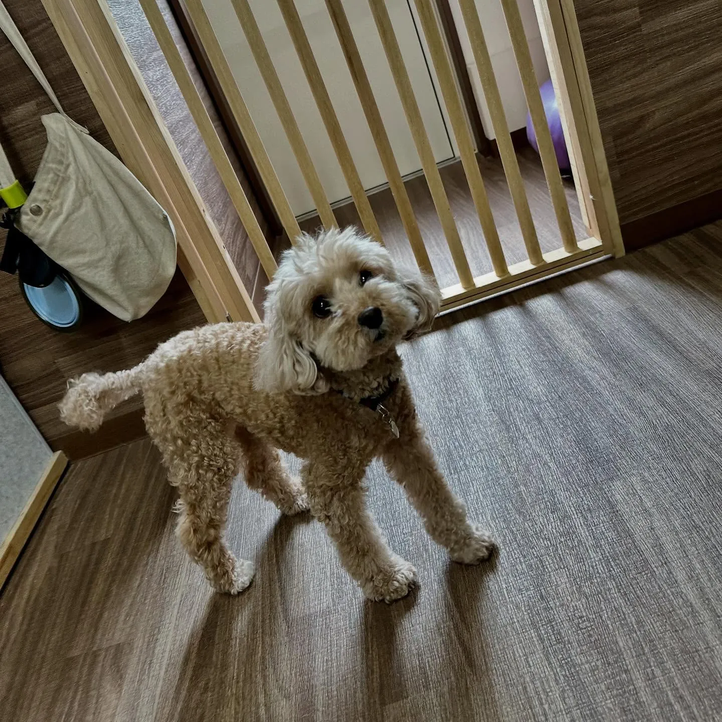 入会してくれたくるみちゃんです💕