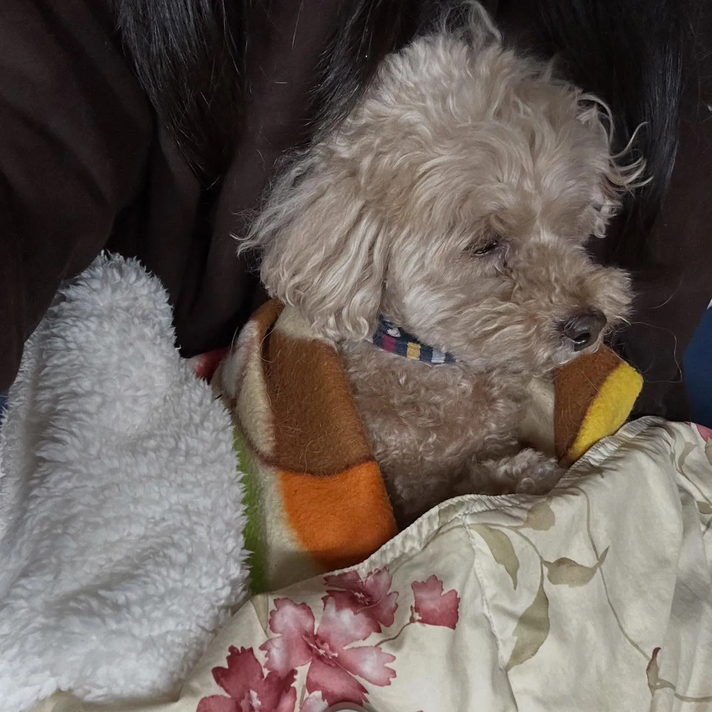 入会してくれたくるみちゃんです💕