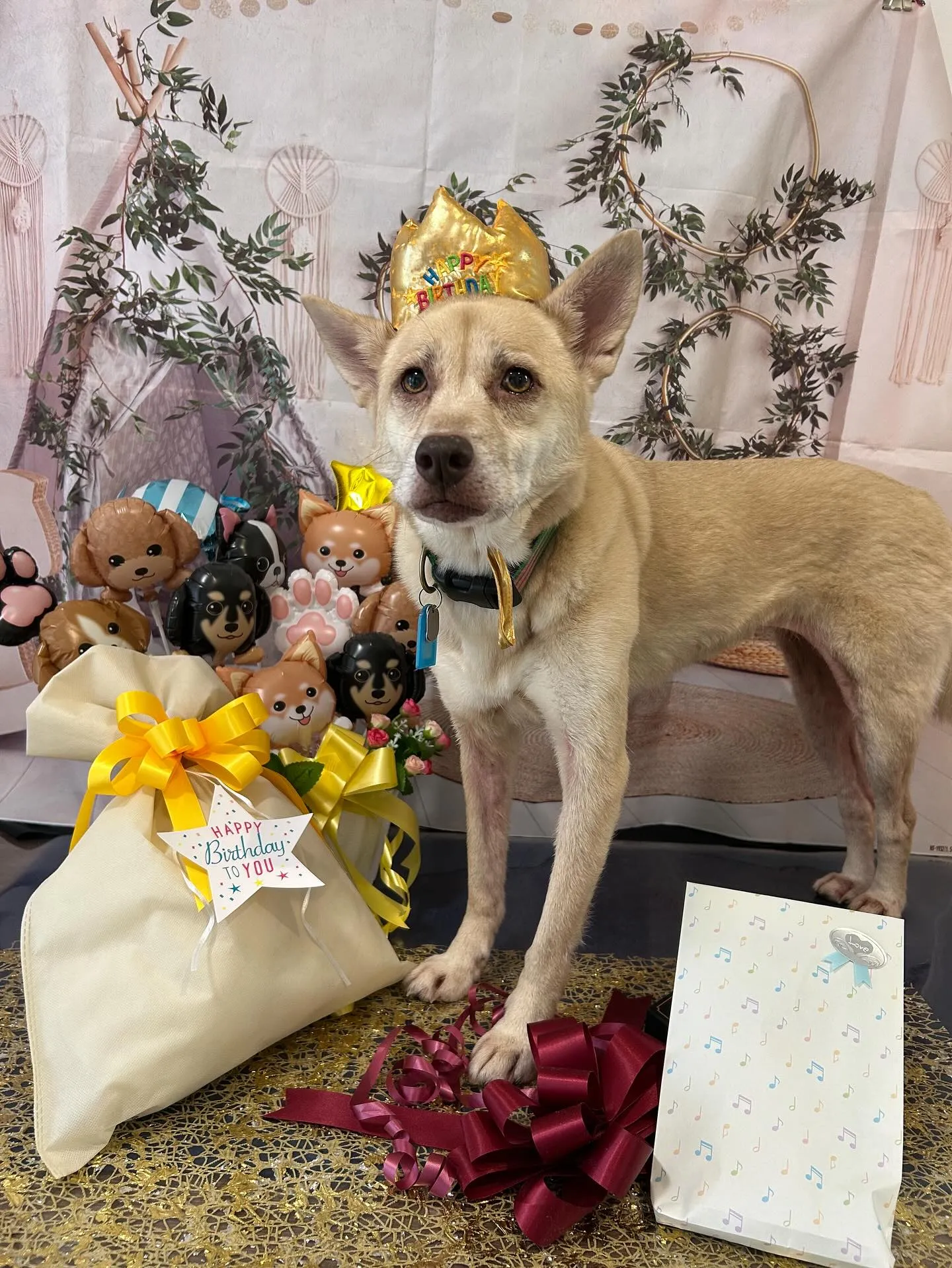 昨日はきなこちゃんのお誕生日でした🎂㊗️