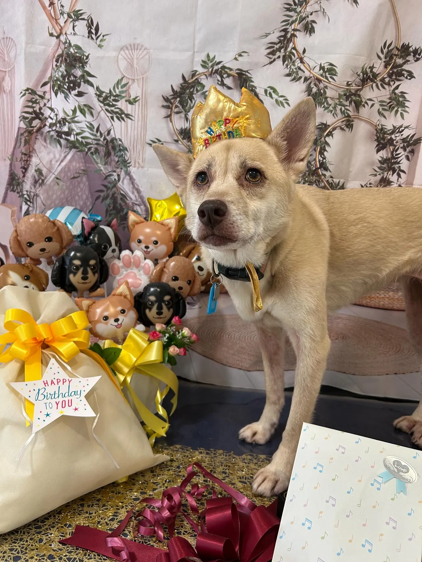 昨日はきなこちゃんのお誕生日でした🎂㊗️