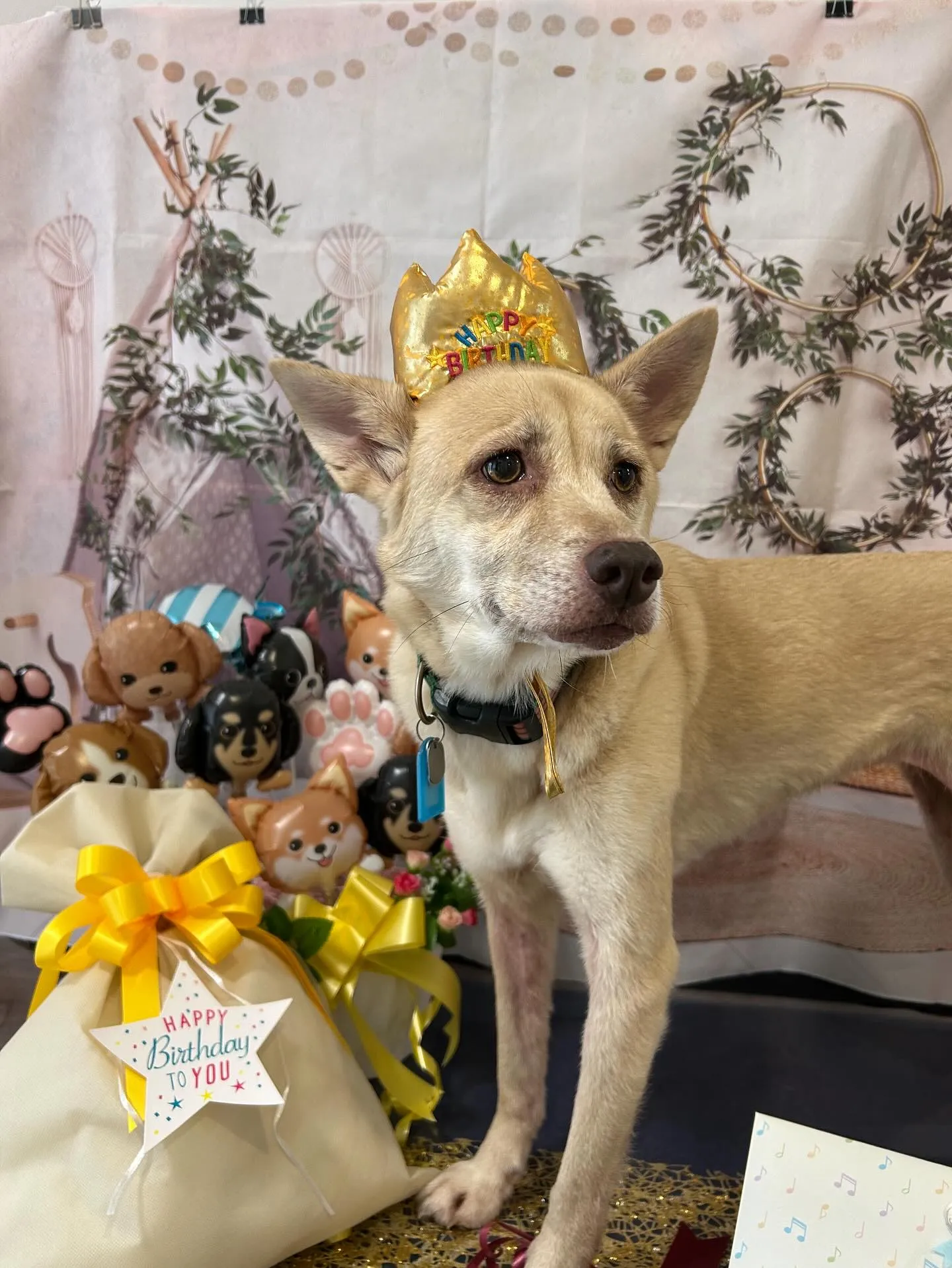 昨日はきなこちゃんのお誕生日でした🎂㊗️