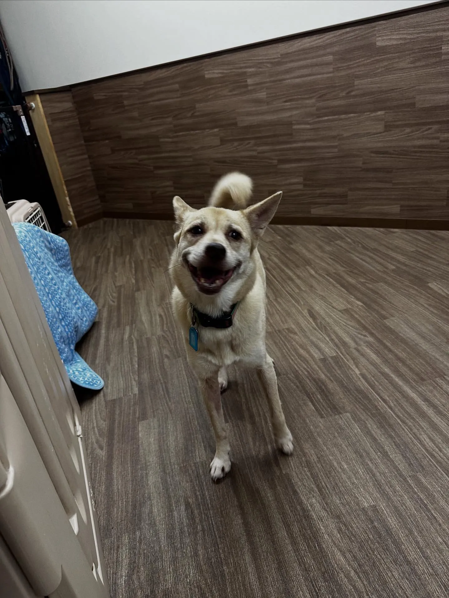 昨日はきなこちゃんのお誕生日でした🎂㊗️