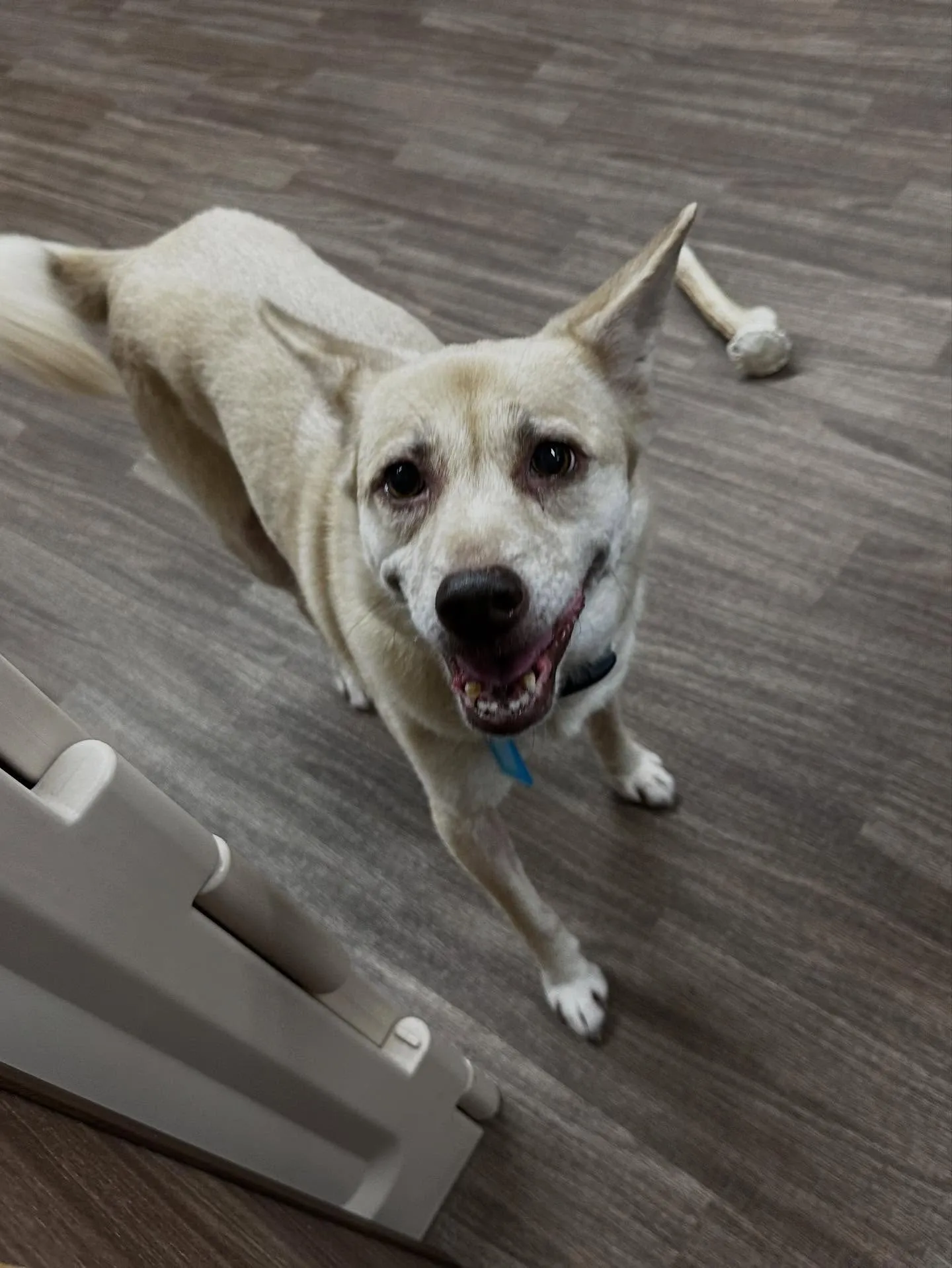 昨日はきなこちゃんのお誕生日でした🎂㊗️