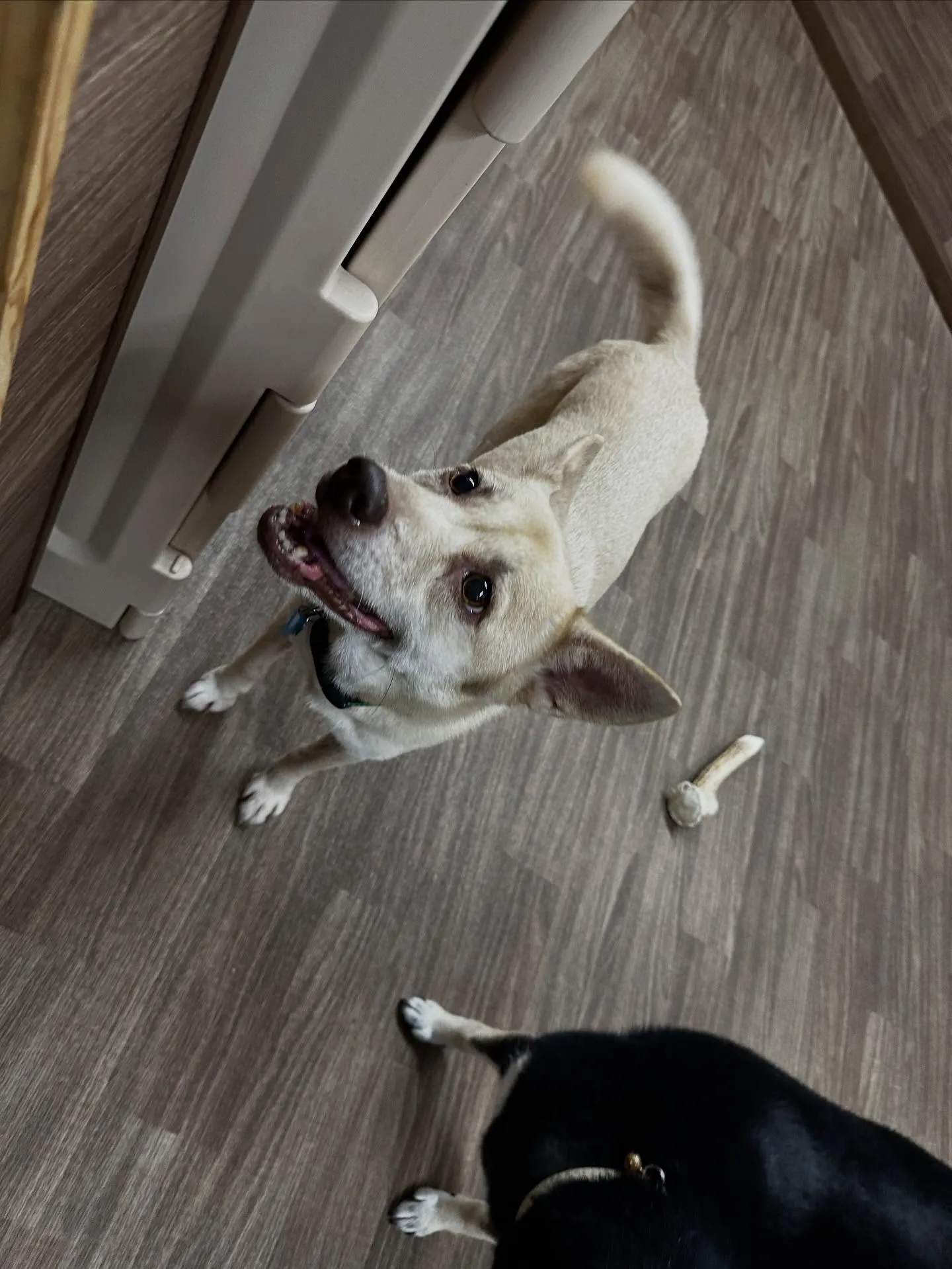 昨日はきなこちゃんのお誕生日でした🎂㊗️