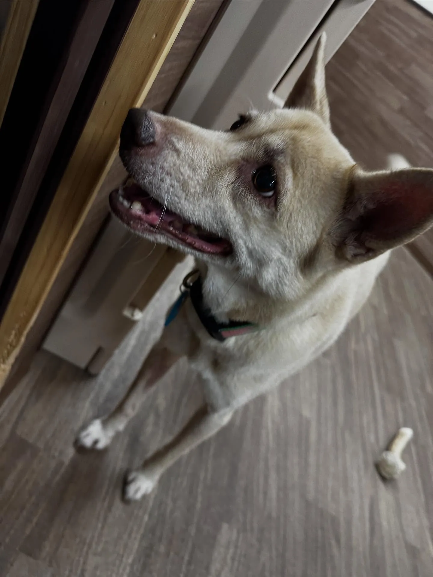 昨日はきなこちゃんのお誕生日でした🎂㊗️