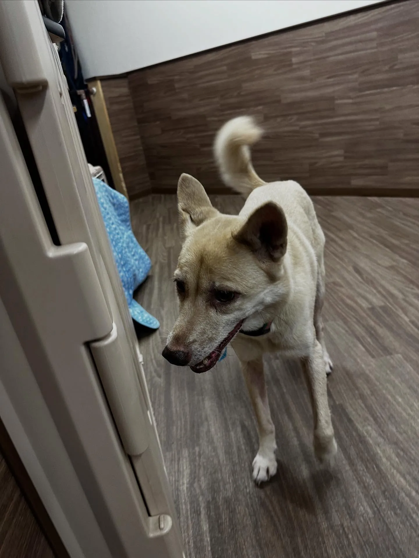 昨日はきなこちゃんのお誕生日でした🎂㊗️