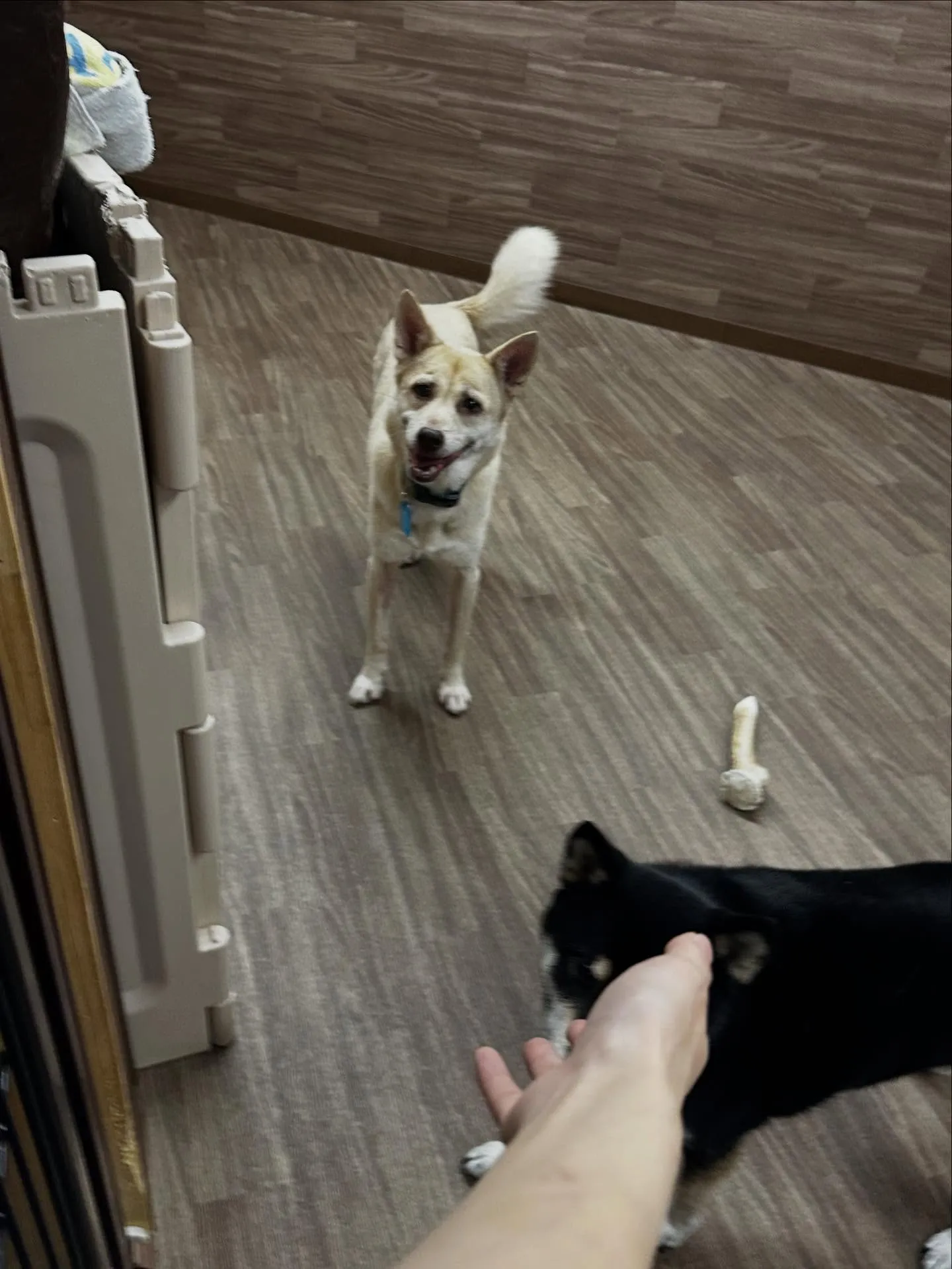 昨日はきなこちゃんのお誕生日でした🎂㊗️