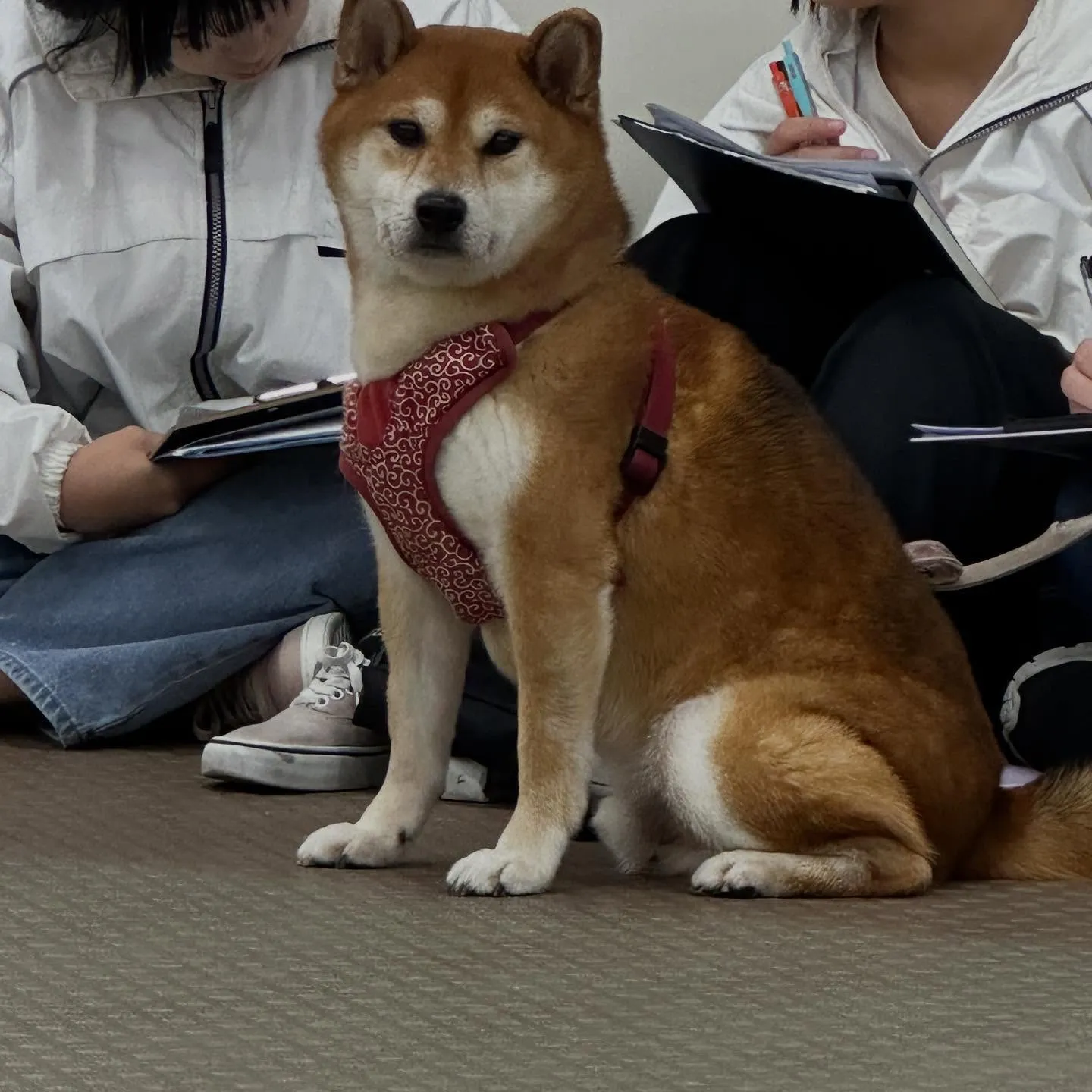 昨日は専門学校dayで連泊中のおまめくんと一緒に行ってきまし...
