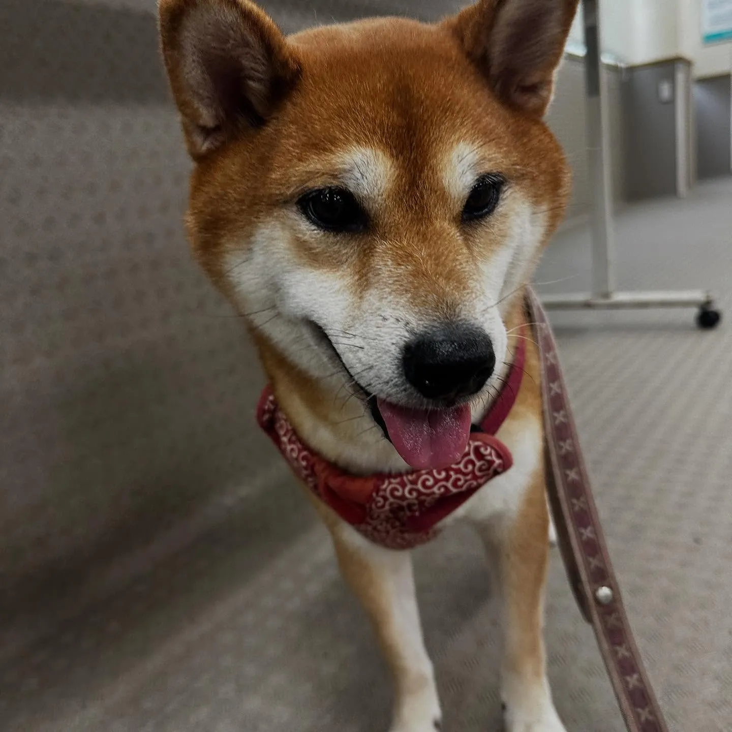 昨日は専門学校dayで連泊中のおまめくんと一緒に行ってきまし...