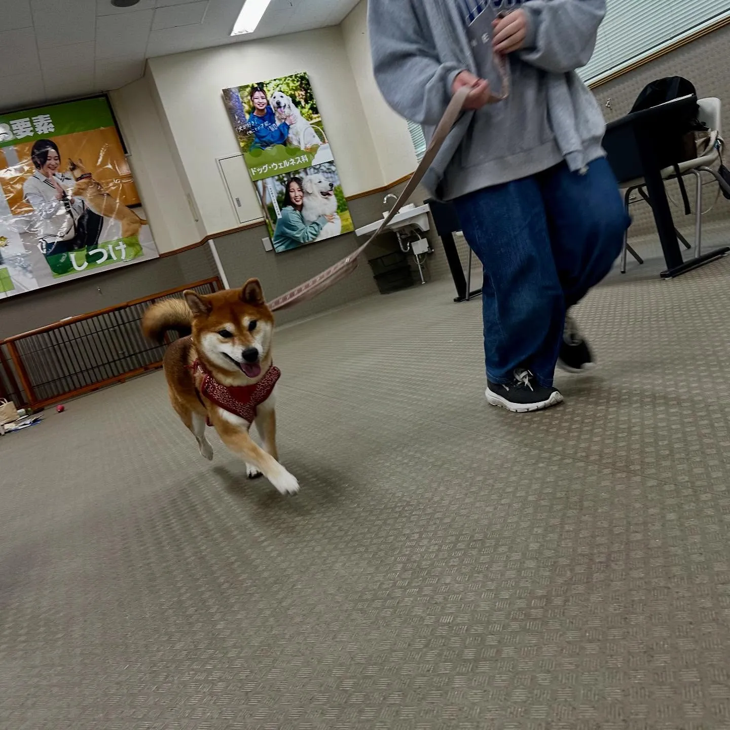 昨日は専門学校dayで連泊中のおまめくんと一緒に行ってきまし...