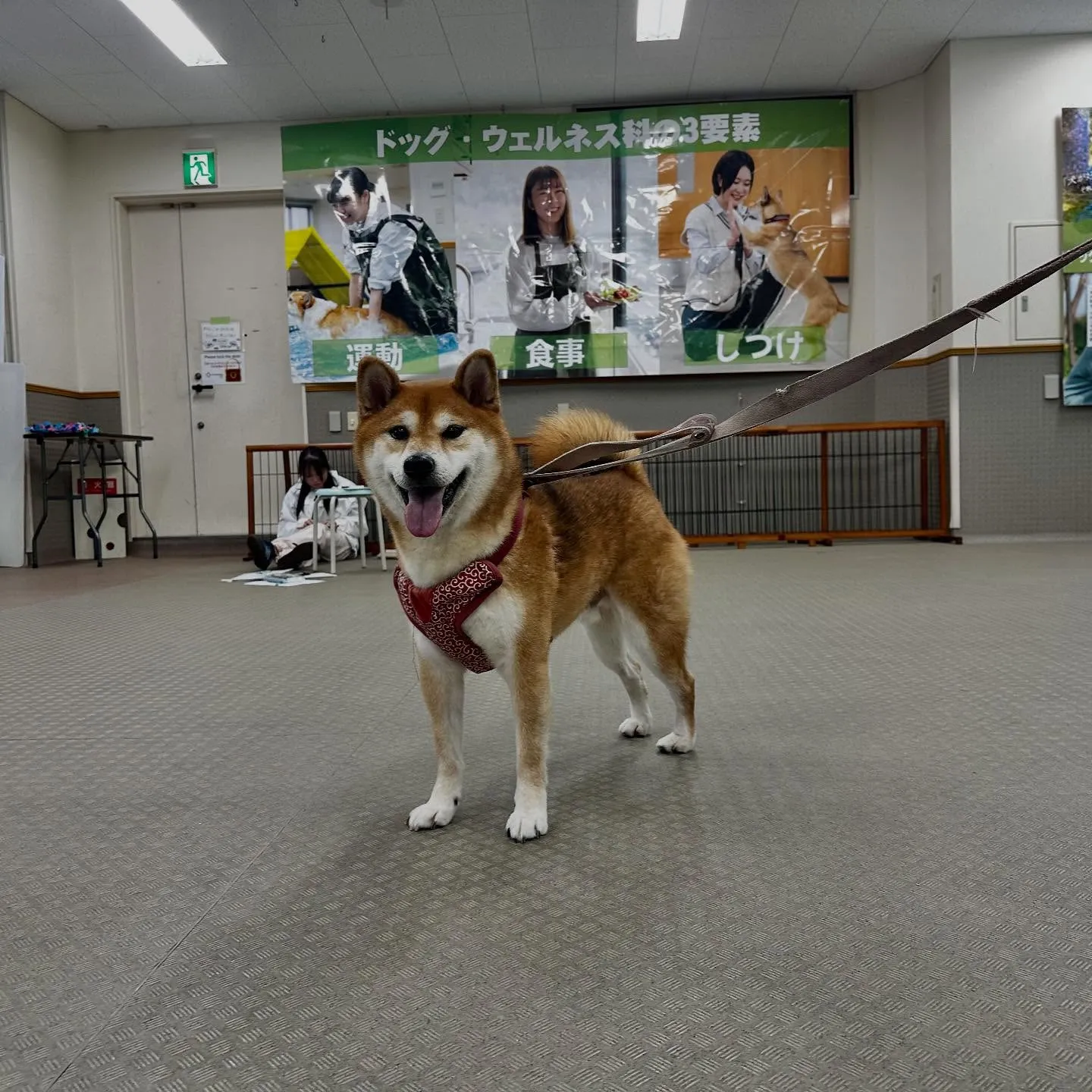 昨日は専門学校dayで連泊中のおまめくんと一緒に行ってきまし...