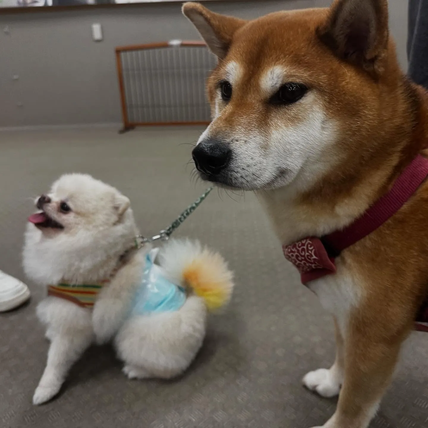 昨日は専門学校dayで連泊中のおまめくんと一緒に行ってきまし...