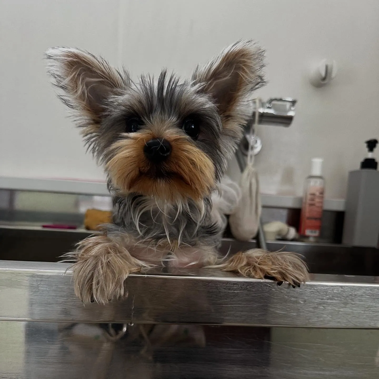 トリミングのセットメニューをご利用頂いたわんこたちです🎶