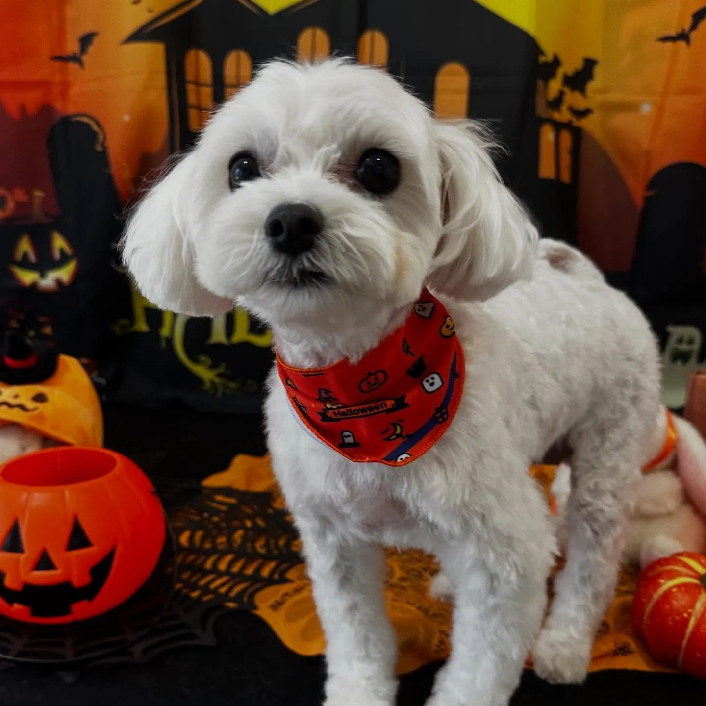 トリミングのセットメニューをご利用頂いたわんこたちです🎶