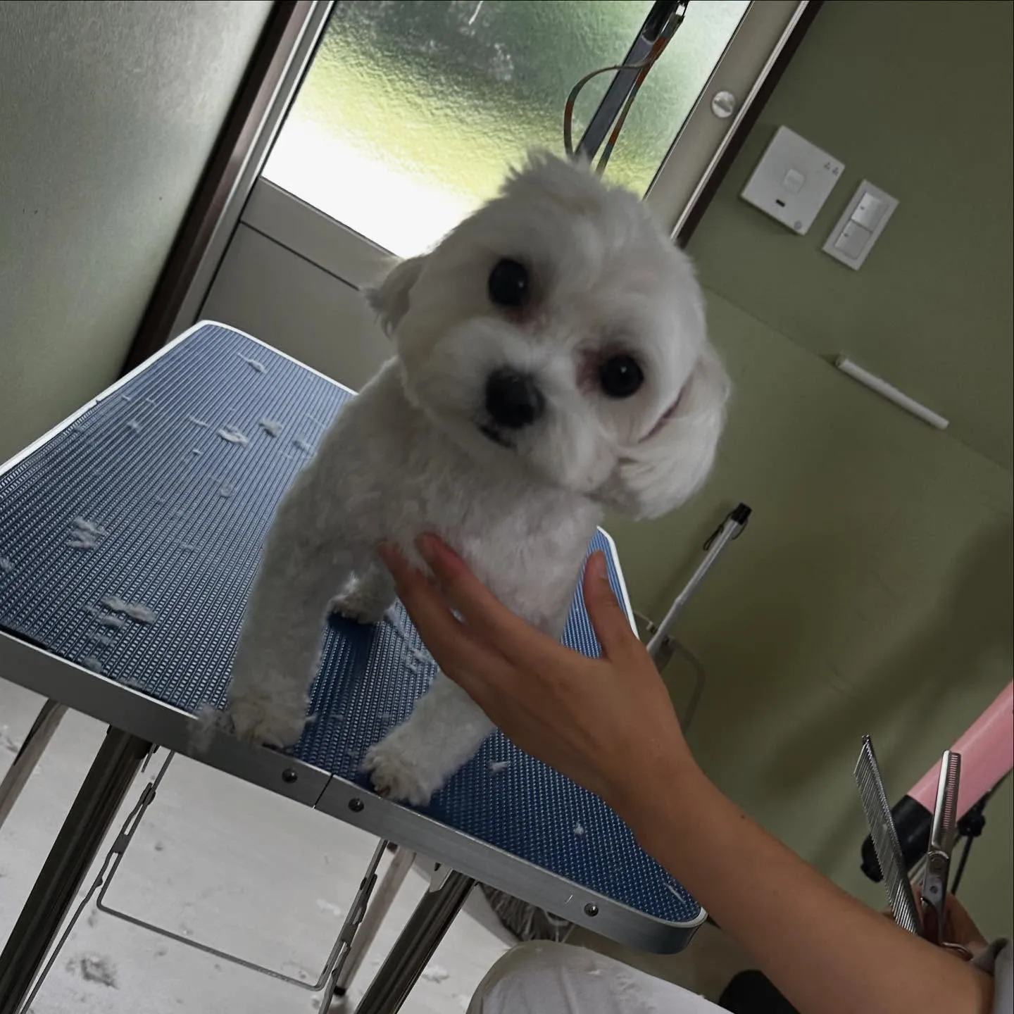 トリミングのセットメニューをご利用頂いたわんこたちです🎶