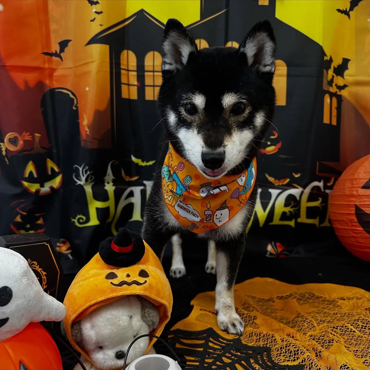 トリミングのセットメニューをご利用頂いたわんこたちです🎶