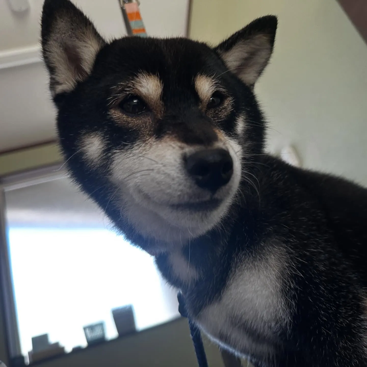 トリミングのセットメニューをご利用頂いたわんこたちです🎶