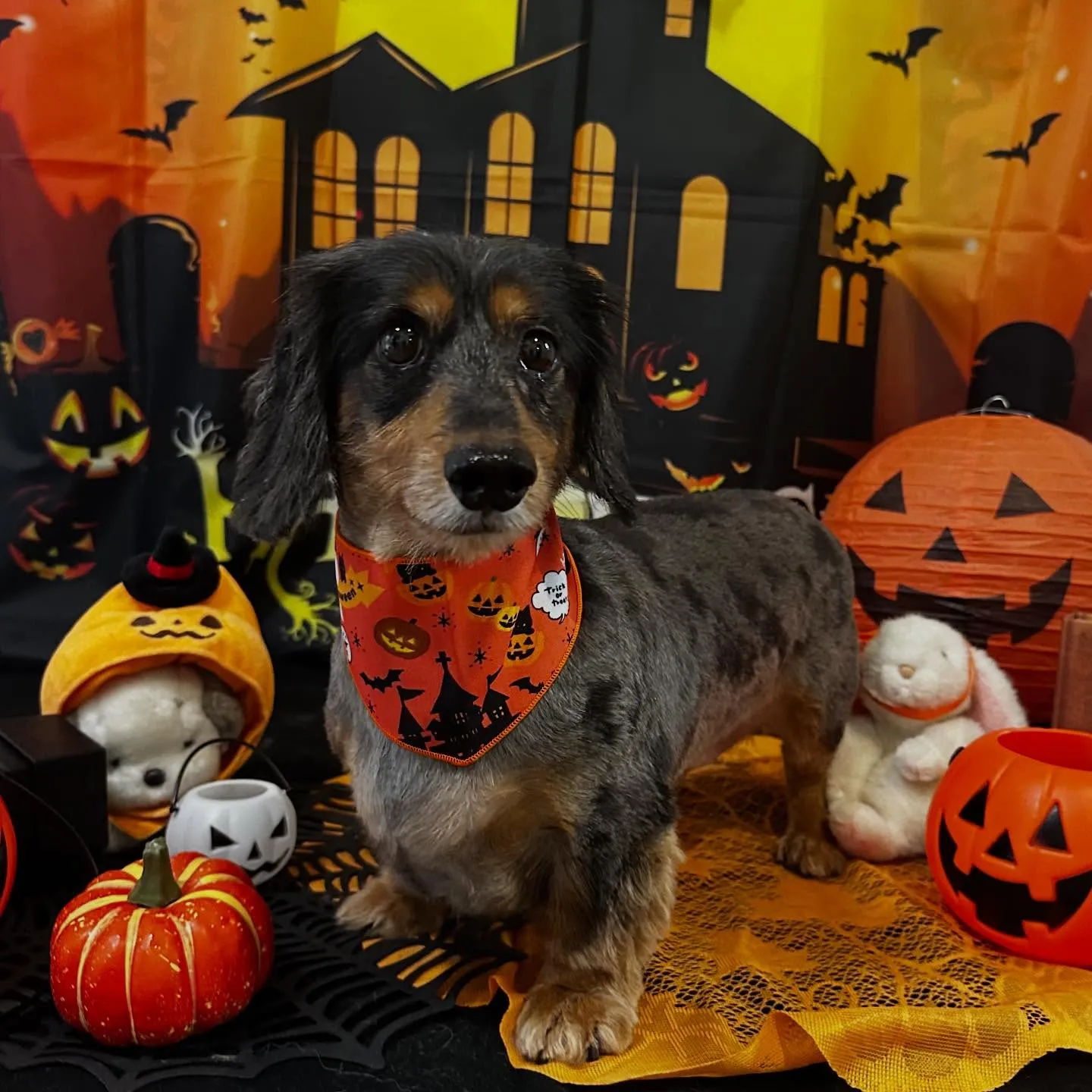 トリミングのセットメニューをご利用頂いたわんこたちです🎶