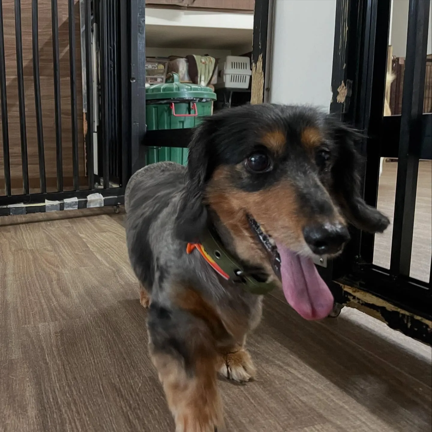 トリミングのセットメニューをご利用頂いたわんこたちです🎶